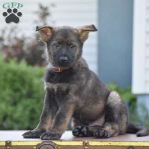 Lexie, German Shepherd Puppy